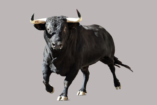black bull with big horns in a traditional spectacle of bullfight in spain