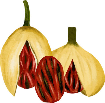 Whole and cut nutmeg fruit showing the red aril and brown seed isolated on a white background watercolor illustration