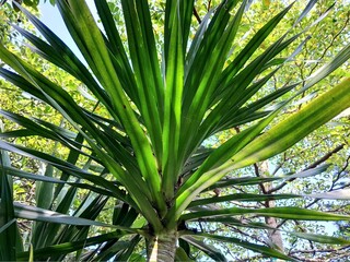 Bali Pandan or cabbage tree (Cordyline australis) has distinctive features of elongated, fresh green leaves, neatly arranged to form a crown. © Nana Enes AS