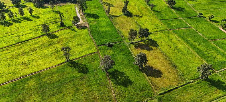 Aerial view of lush green rice paddies