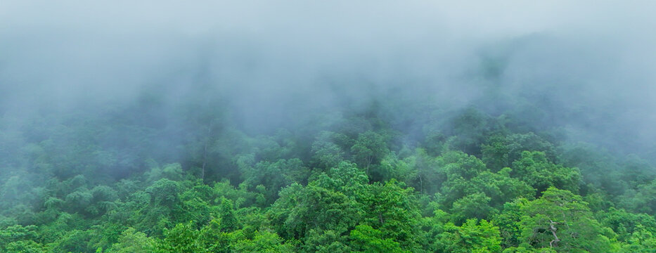 Mist drifts softly over dense green canopy