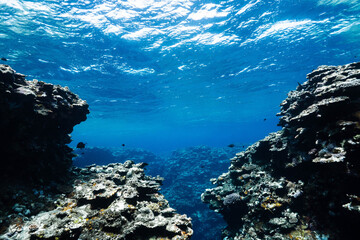 Underwater view of a tropical coral reef with sunlight on the surface © Satoshi