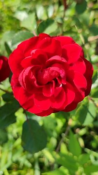 A blooming red flower. A bright red rose blooms against backdrop of green leaves on a sunny summer day. Flower garden rose blossoming and fully blossomed. Nature backdrop. Natural background Vertical