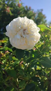 Blooming white flower. Bright white rose blooms against backdrop of green leaves on a sunny summer day. Flower garden rose blossoming and fully blossomed. Nature backdrop. Natural background Vertical