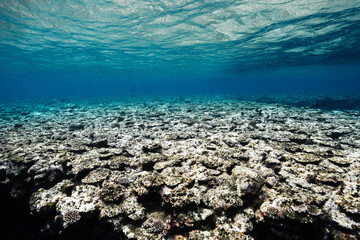 Healthy coral reef covering the seafloor in blue tropical waters © Satoshi