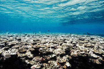 Clear blue tropical sea above a wide coral reef © Satoshi