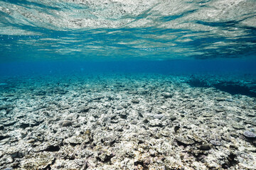 Natural coral reef formation in a clear tropical ocean © Satoshi
