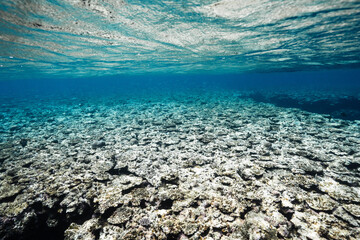 Wide underwater view of a coral reef and clear blue sea © Satoshi
