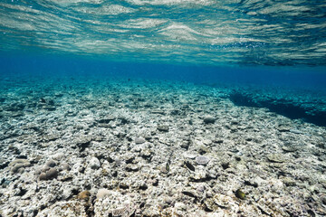 Expansive coral reef stretching across a clear tropical ocean © Satoshi