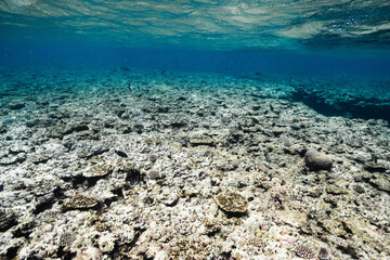 Vast coral reef ecosystem beneath crystal clear tropical water © Satoshi