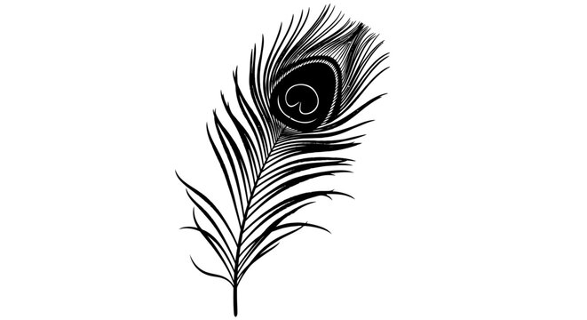 A detailed black and white illustration of a single peacock feather with intricate barbs and the characteristic eye pattern.
