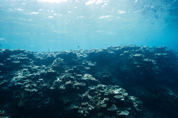 Expansive coral reef landscape beneath the tropical sea © Satoshi