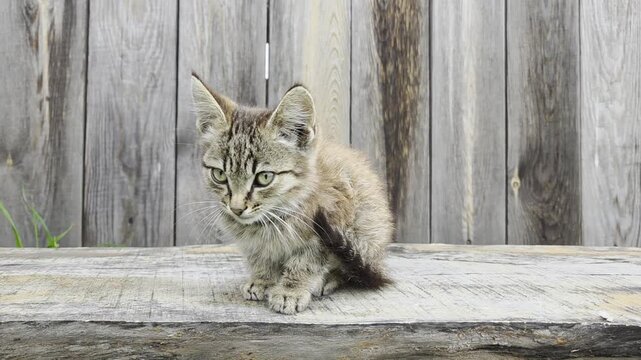 Portrait of cute gray kitten sits on wooden bench against the backdrop of wooden fence and scratches its neck with its hind paw