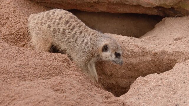Meerkat Exploring and Crawling Into Sandy Burrow