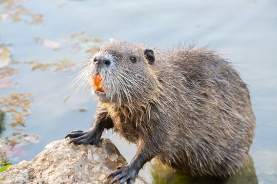 Nutria (Myocastor coypus) Close Up