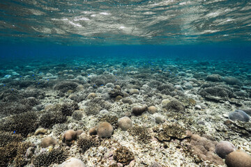 Beautiful underwater landscape with coral reef and tropical fish © Satoshi