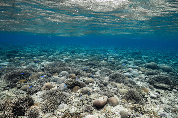 Wide underwater seascape with coral reef and marine life © Satoshi
