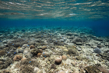 Tropical fish swimming above a shallow coral reef underwater © Satoshi