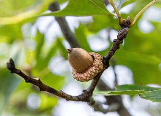 ripe acorn on oak branch closeup details © SurfyArt