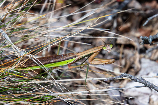chinese praying mantis in ambush blending with grass blades