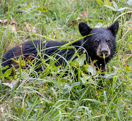 black bear cub with baby eyes in grass foraging closeup detail © SurfyArt