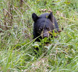 black bear cub with baby eyes in grass foraging closeup detail © SurfyArt