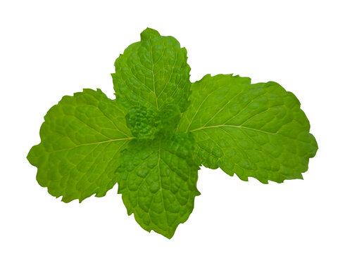 Fresh green mint leaf sprig isolated on transparent background cutout PNG top view