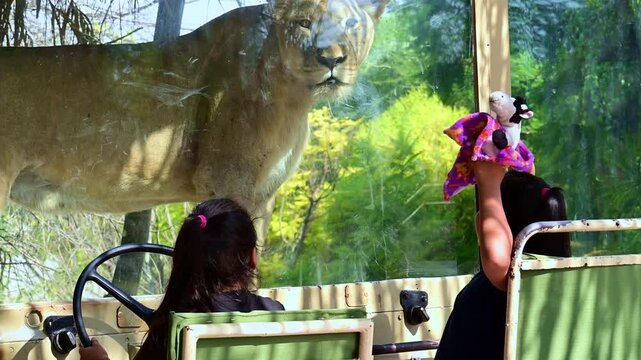 Latina girls posing next to a lion at the zoo
