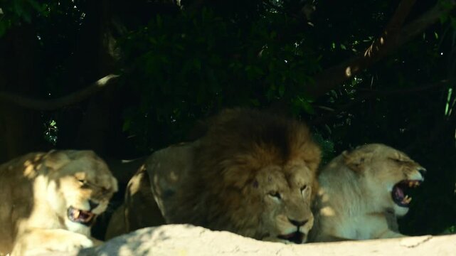 Trio of lions growling at each other.