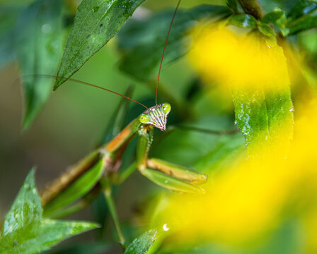 picturesque chinese praying mantis in green and yellow face mask eyes closeup