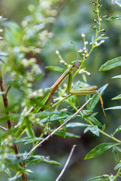 praying mantis with orange grasping legs waits in ambush in sage grass plants face eyes antennae