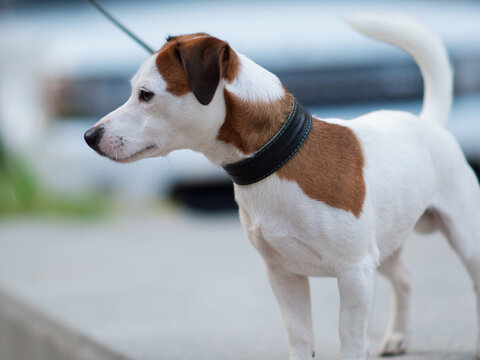 Small White and Brown Dog on Leash Outdoors