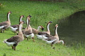 Geese Gathered by the Water's Edge: A flock of domestic geese, with their distinct long necks and brown-and-white plumage, stand attentively on a grassy bank beside a calm body of water. © Putt_Sanplee