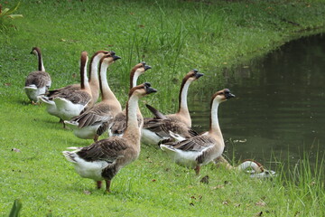 Geese by the Water's Edge: A flock of domestic geese stand on the lush green grass beside a calm body of water, their long necks elegantly curved. © Putt_Sanplee