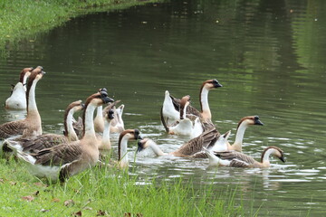 Flock of Geese by the Water: A group of domestic geese gather on the grassy bank and swim in the tranquil water, their distinctive markings and upright posture creating a charming scene. © Putt_Sanplee