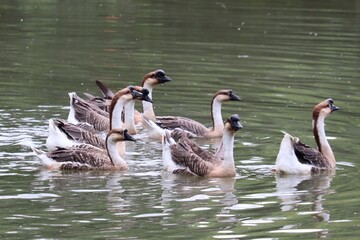 A Flock of Domestic Geese Navigates a Calm Lake: Several domestic geese, characterized by their distinctive brown and white plumage and prominent crests. © Putt_Sanplee