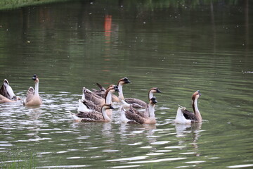 A Flock of Geese Swimming: A group of domestic geese glides gracefully across a calm lake, their reflections shimmering on the tranquil water's surface. © Putt_Sanplee