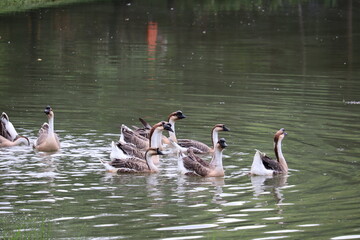 A Gaggle of Geese Navigates Calm Waters: A group of domestic geese gracefully glides across a tranquil lake, their reflections shimmering on the water's surface under an overcast sky. © Putt_Sanplee