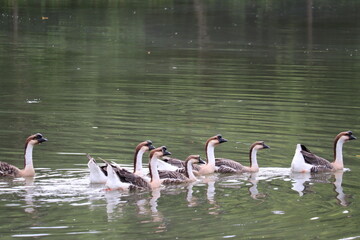 Flock of Geese on the Water: A group of domestic geese glides serenely across a tranquil lake, their elegant forms reflected in the calm water under a canopy of green trees. © Putt_Sanplee