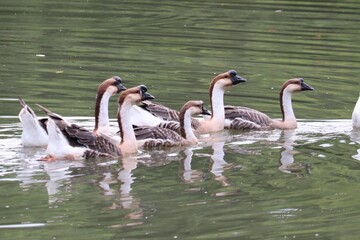 A Flock of Geese on Calm Water: A group of domestic geese swim serenely on a tranquil lake, their reflections shimmering on the water's surface. © Putt_Sanplee