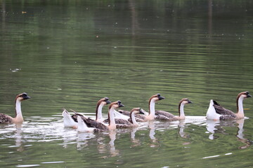 A Flock of Geese Navigates a Serene Lake: A group of Chinese geese glides gracefully across the calm, reflective surface of a tranquil lake, their elegant forms silhouetted against a soft. © Putt_Sanplee