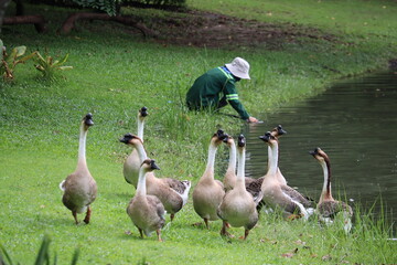 A Gardener Tends to Geese by the Pond: A gardener in green uniform kneels by a pond, reaching into the water while a flock of geese stands on the nearby grass. © Putt_Sanplee