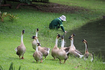 A Gardener Attends to Geese by the Water: A groundskeeper in uniform is tending to a flock of geese gathered by a tranquil body of water. © Putt_Sanplee