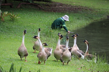 Park Worker Feeding Geese by Pond: A park keeper in a green uniform and hat kneels by a pond, feeding a flock of geese that gather on the grassy bank. © Putt_Sanplee