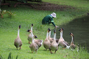Gardener tending to geese: A gardener, wearing a green uniform and hat, crouches near a pond, attending to a flock of geese gathered on the grassy bank. © Putt_Sanplee