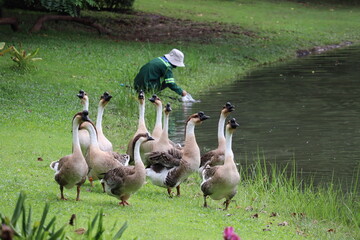 Gardener and Geese by the Water: A gardener wearing a hat and green uniform tends to the water's edge as a flock of geese stands on the lush green grass nearby. © Putt_Sanplee