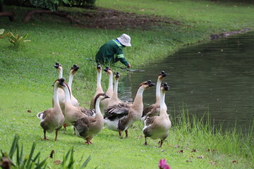 Geese Gather by the Water: A flock of domestic geese congregates on a lush green lawn next to a tranquil body of water, while a groundskeeper tends to the area. © Putt_Sanplee