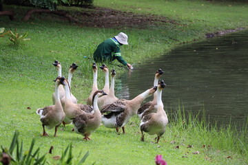 Feeding Frenzy: A park keeper in uniform extends food towards a flock of domestic geese gathered by the water's edge on a lush green lawn, creating a charming scene of animal interaction. © Putt_Sanplee