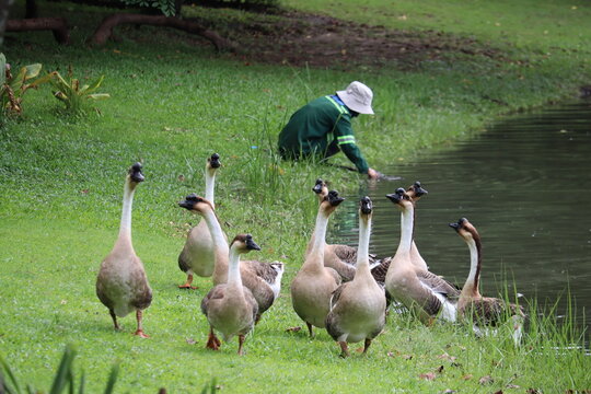 Park Worker Feeding Geese by Pond: A park keeper in a green uniform and hat kneels by a pond, feeding a flock of geese that gather on the grassy bank.