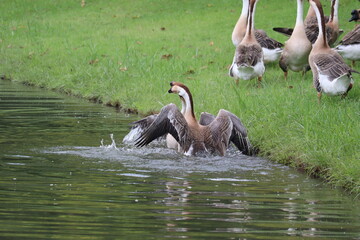 Geese by the Water: A group of domestic geese gather near a tranquil pond, with one goose splashing in the water, its wings spread wide. © Putt_Sanplee
